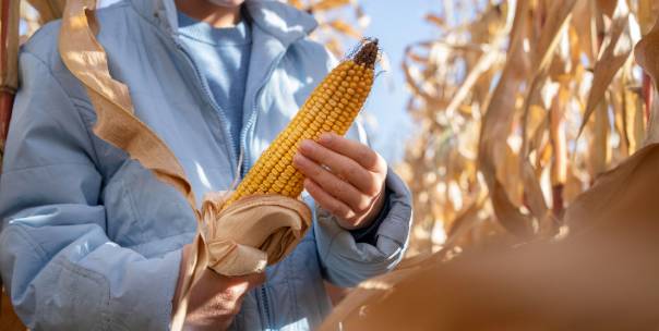 Name Agricultural Crops ( Pt.2 )