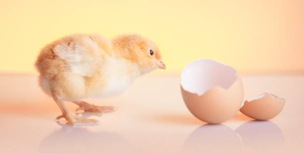 Laying Eggs and Giving Birth 