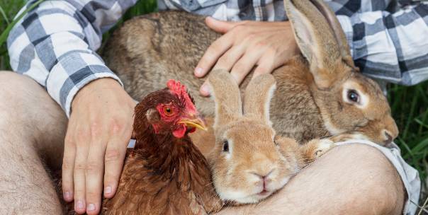 All about Domestic Animals ( Pt.1 )