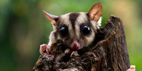 Facts about animals