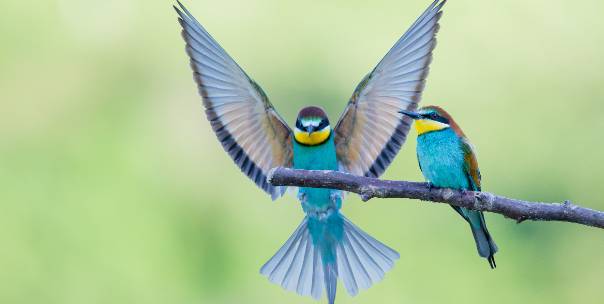 Name the bird 🐦