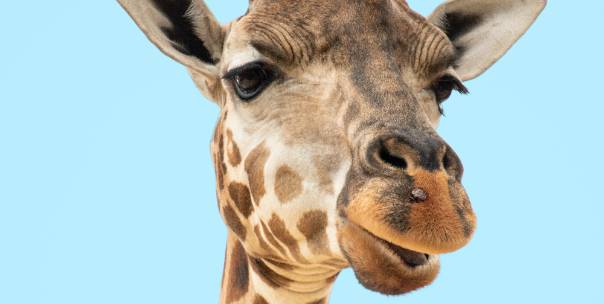 Fun but Sneaky Animal Quiz