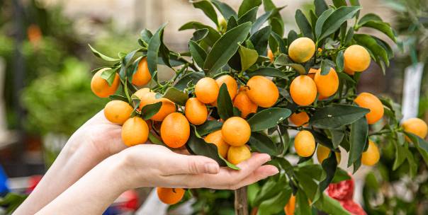Guess the Fruits tree