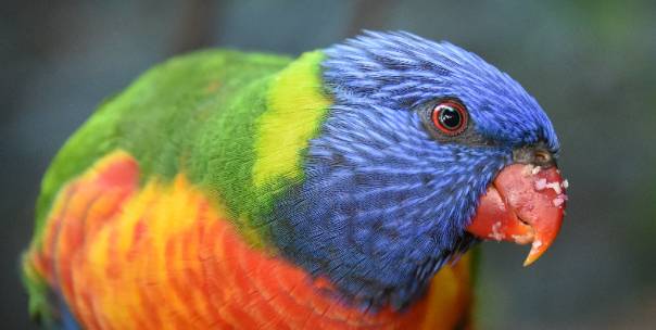 Guess the animal by clue