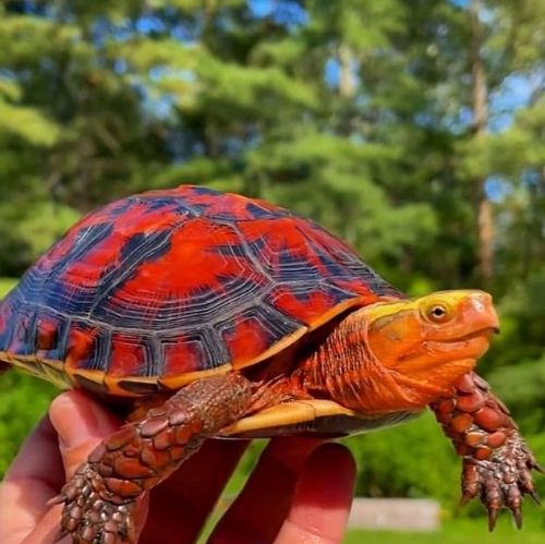 redturtle18