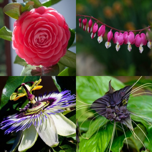 HICH:Which is the most rares flower in the world?