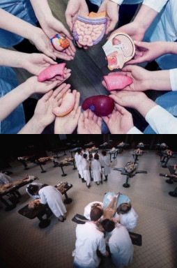 HICH:Would you rather donate your organs to those who need them or donate your entire body to science?