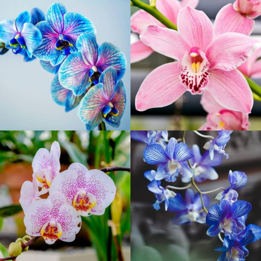 HICH:Orchids