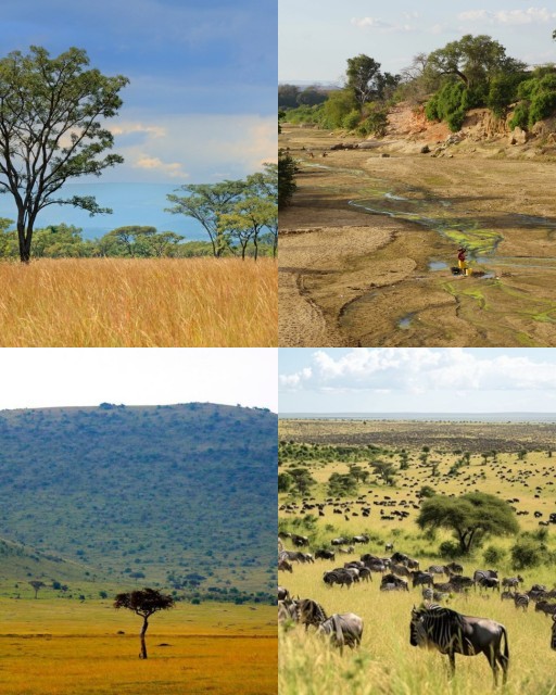 HICH:How does the seasonal rainfall pattern in the savanna grassland influence plant and animal life?