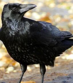 HICH:Black Crow is the national bird on which country?