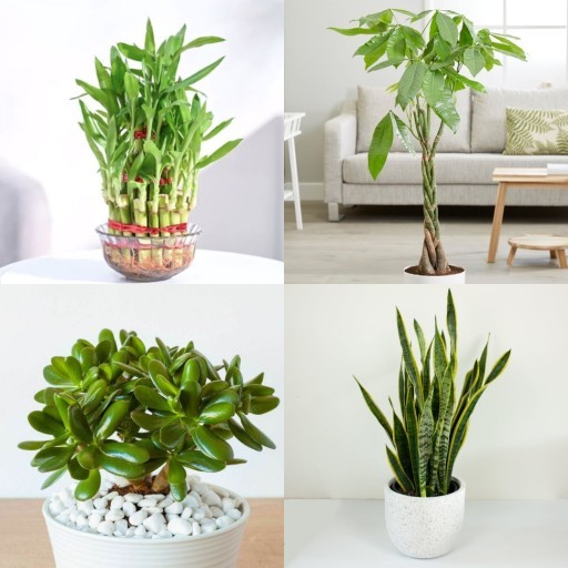 HICH:Which plant do you think is the luckiest?