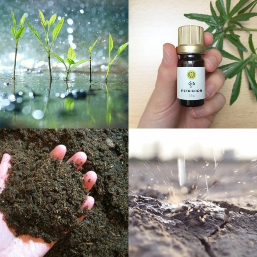 HICH:What is petrichor? #petrichor