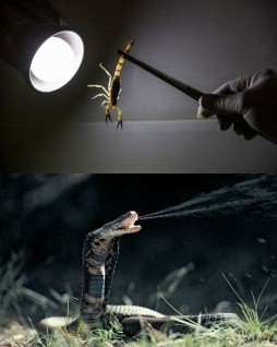 HICH:which poison is more dangerous?
follow plzzz ❤️ i'll follow you back 🙏