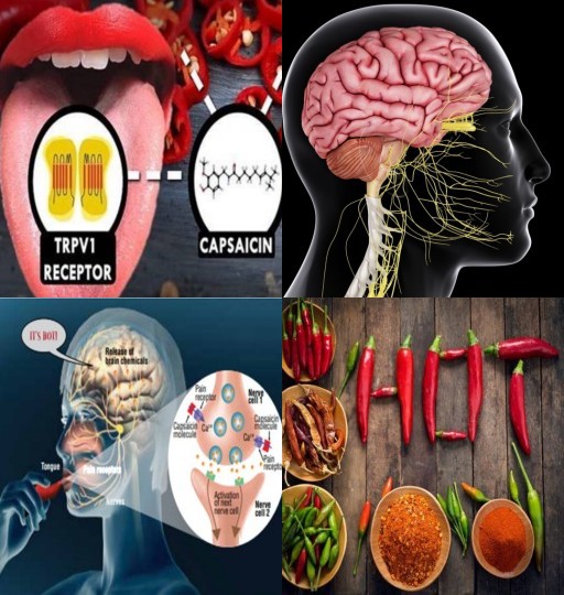 HICH:Why does spicy food cause a burning sensation even though it's not actually hot ?