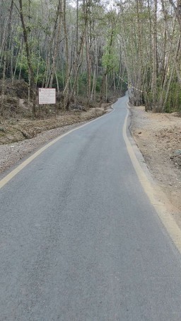 HICH:Walking in a dense forest, totally silence and birds sounds hits different 😊