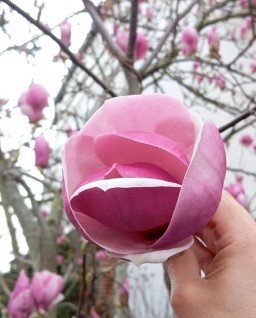 HICH:Rate this beautiful flower,please.🙏