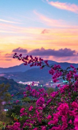 Post preview