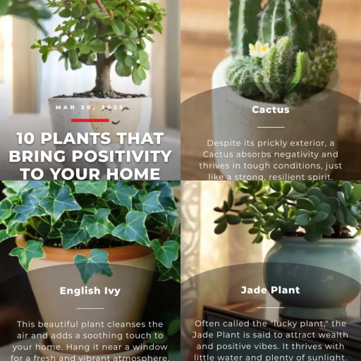 HICH:Plants that brings positive at home