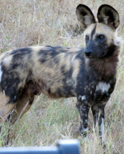 HICH:where wild dogs lives mostly ??
follow me i'll follow back✨