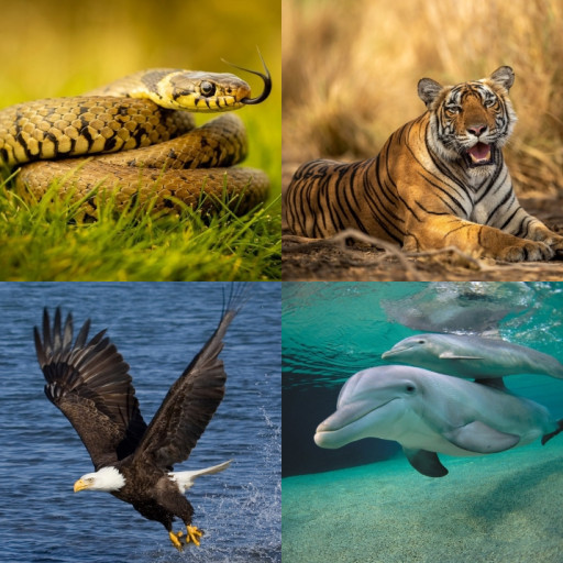 HICH:What animal would you like to be reborn as in your next life after death?