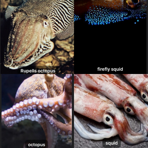 HICH:Calamari is a dish from which animal?💯🙏🤗