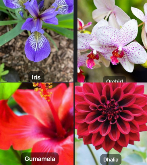 HICH:Quiz: Which type of flower does avanilla pod come from?🤔