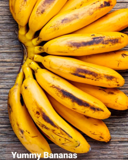 HICH:Is it good to eat banana everyday?
 #banana
 #HICH