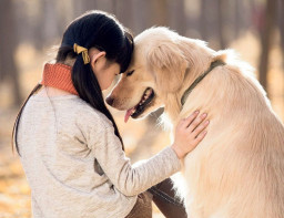 HICH:How do animals show their love and affection toward humans?