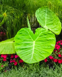 HICH:How do you take care your plants?
#plant