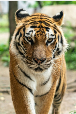 HICH:How many subspecies of tiger found in the world ?