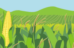 HICH:Do you like sweet corn 🌽?😎