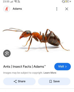 HICH:Which of these facts of an ant surprise you ? 
#Hich #followers #ant #surprising_facts