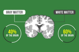 HICH:Inside the spinal cord, gray matter holds most of the nerve cell bodies. What does the white matter mainly contain?