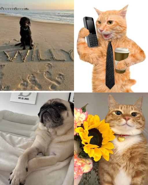 HICH:When your pet is more emotional than you on this Valentines Day, amazingly she will do one of this 😁 #Loveandlaughpollevent #Entry #Valentinesday2025