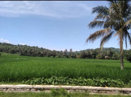 HICH:how long does a rice plant take to harvest #nature