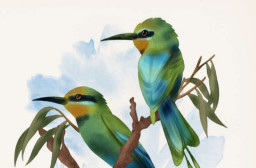 HICH:What can be done to attract foreign birds in Nepal.