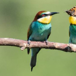 HICH:Avian Wonders ( Pt.1 )