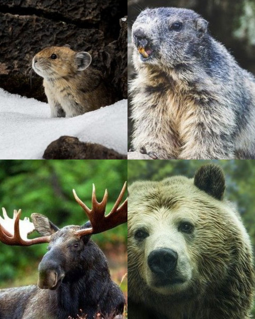 HICH:this animals are all from canada and north america. in your mind, which one is most rare ?