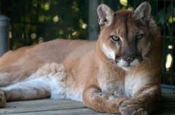 HICH:puma(mountain lion).
where he lives? 🦁👑