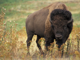 HICH:The Bison🦬, it's an animal lives in north america🦬, how much does it weigh ? 🐂