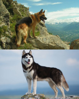 HICH:Which dog you love??