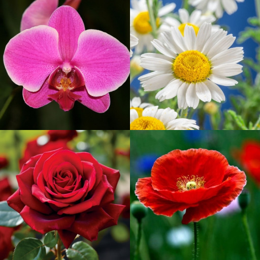 HICH:The earth laughs in flowers. Which flower is traditionally worn on Remembrance Day in many commonwealth countries? #Flower