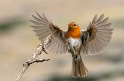 HICH:What does the bird's trust in its wings symbolize in the context of personal growth and resilience?