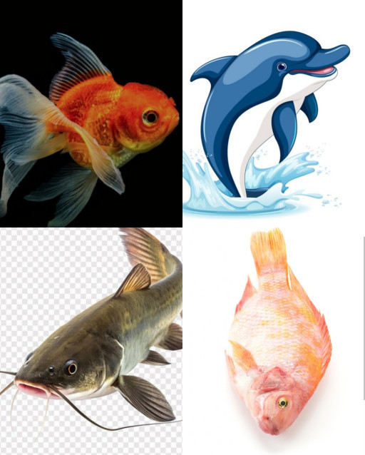 HICH:Which fish is known to music lover.