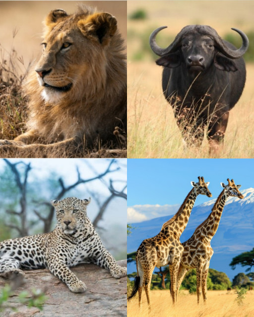 HICH:What is the fastest running animal ?