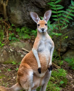 HICH:Kangaroos gestation period lasts for how many day ?