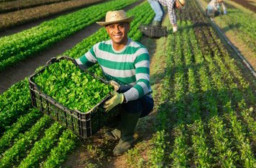 HICH:How can professional farming practice benefit both farmer and environment ?