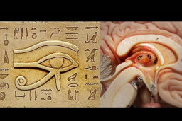 HICH:What is the Pineal Gland?