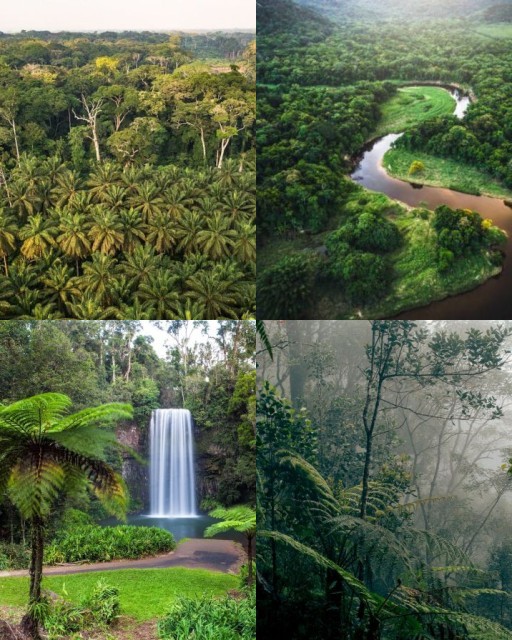 HICH:What is the largest rainforest in the world?