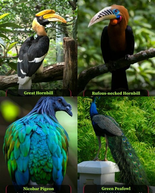 HICH:Types of birds can be found only in Thailand...